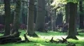 Red Deers horde in oak and beech forest close up HD Footage