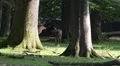 Red Deers horde walking in oak and beech forest HD Footage