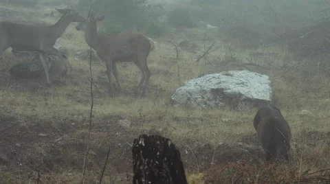 Red Deers looking for food in ravaged forest in the fog Stock Footage