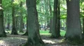 Red Deers in Oak forest HD Footage