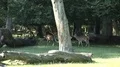 Red deers pack walking in sunny grassy oak forest glade with dead tree trunks 4k or 4k+ Resolution