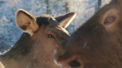 Red deers in the wild, forest or nature reserve Stock-Footage 196833696