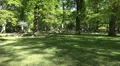 Red Deers zoom in eating in sunny oak beech forest HD Footage