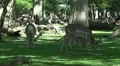 Red Deers zoom out eating in sunny oak beech forest HD Footage