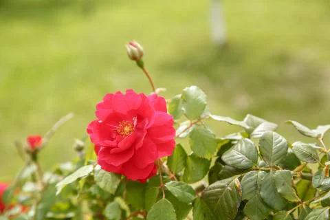 Red delicate flowers closeup. selective focus with shallow depth of field Stock Photos
