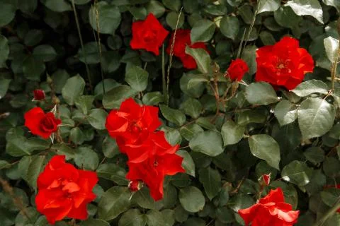 Red delicate flowers closeup. selective focus with shallow depth of field Stock Photos