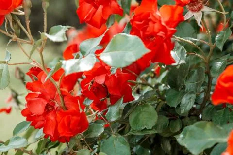 Red delicate flowers closeup. selective focus with shallow depth of field Stock Photos