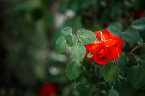 Red delicate rose closeup. selective focus with shallow depth of field Stock Photos