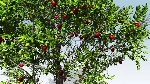 Red Delicious Apple Stock Footage 308712364