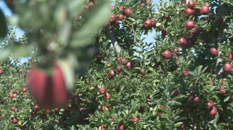 Red delicious apple rack focus Stock Footage