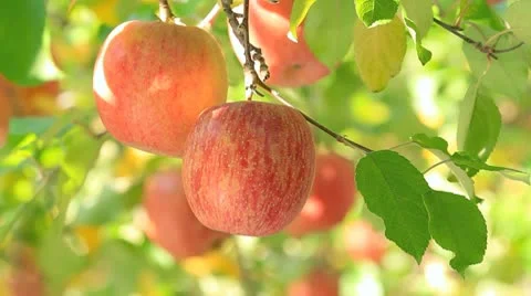 Red delicious apples. Stock Footage 8982774