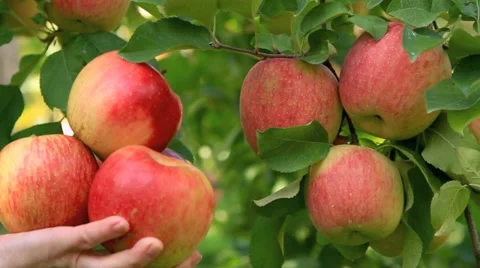 Red delicious apples. Stock-Footage 12511442
