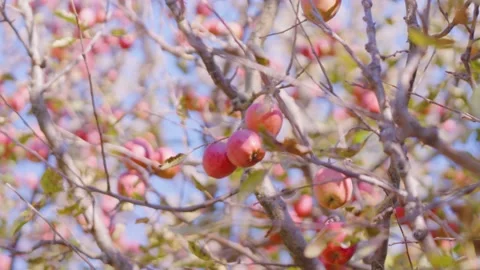 Red delicious Apples lying close to each other, hanging from a tree branch Stock Footage 147551137
