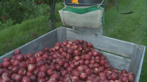 Red Delicious apples picked and placed into a orchard bin Stock Footage 10856237