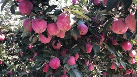 Red Delicious Apples on tree Stock Footage 159849240