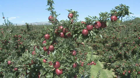 Red delicious crane shot Stock Footage 344890