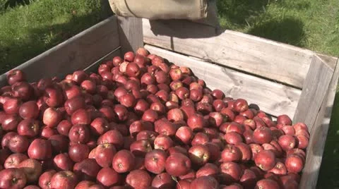 Red delicious picked into orchard bin Stock Footage 10856289