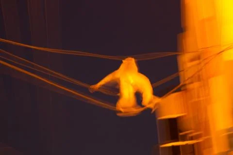 Red demon, devil dancing on wires Foto stock