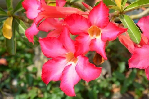 Red Desert Flower Stock Photos