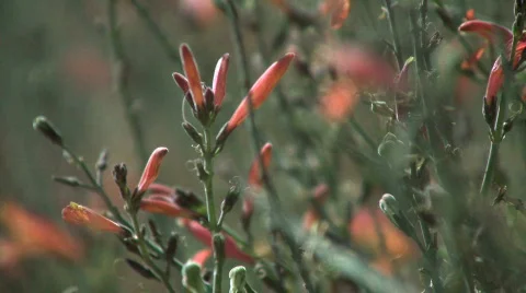 Red Desert Flowers Stock Footage 540282
