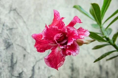 Red desert rose bloom centered, elegant floral template design. Stock Photos