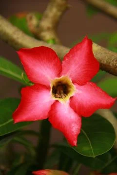 Red desert rose Stock Photos