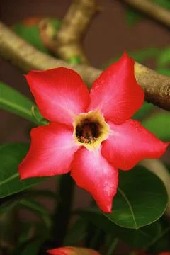 Red desert rose Stock Photos