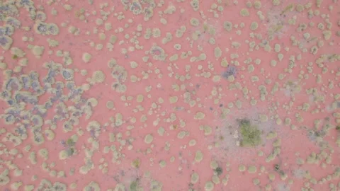 Red Desert Sand Dotted With Green Spinifex Clumps in the Australian Red Centre 库存影片 341510895