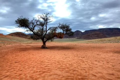 Red desert with tree Stock Photos