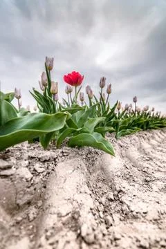 Red deviant tulip on field under dark clouds Stock Photos