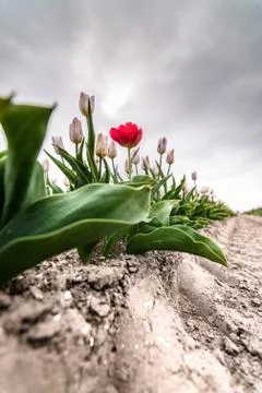Red deviant tulip on field under dark clouds Stock Photos