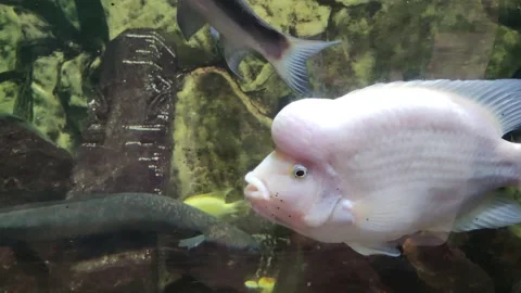 Red Devil Cichlid  Stock Footage 231541170
