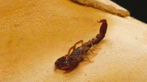 Red Devil Scorpion 스톡 동영상 8688226