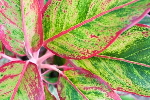 Red devil's ivy background Stock Photos