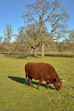 Red Devon cow in a field Stock Photos