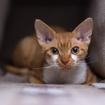 Red devon rex cat with big eyes is sitting in ambush Stock Photos