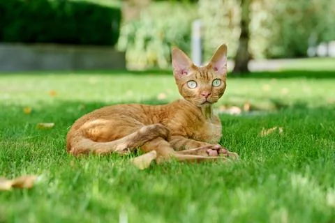 Red Devon Rex cat lying on the green grass Stock Photos