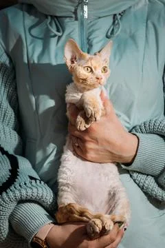 Red Devon Rex Cat Portrait with Striking Yellow Eyes Indoor Studio Lighting Stock-Fotos
