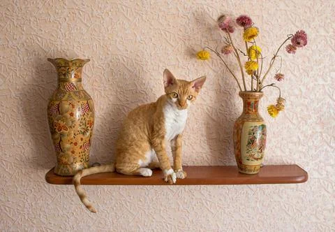 Red devon rex cat sit on the shelf with vases Stock Photos