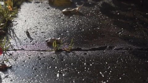 Red dice rolling on a concrete slab in slow motion 스톡 동영상 80041189