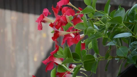 Red dipladenias flutter in the wind Stock Footage 41030407