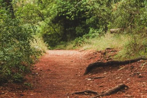 Red Dirt Path in the Pine Forest in Croatia Stock Photos