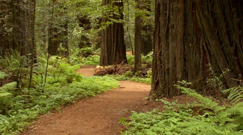 Red dirt path through redwood forest Stock Footage 55057877