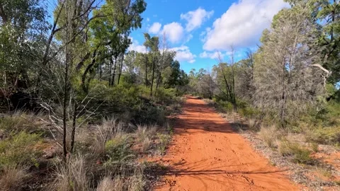 Red Dirt Road Through Eucalyptus Forest in the Australian Outback Vidéo 344946251
