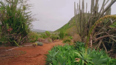 Red dirt trail through the Koko Crater Botanical Garden in Honolulu, Oahu, Hawai Stock Footage 325758056