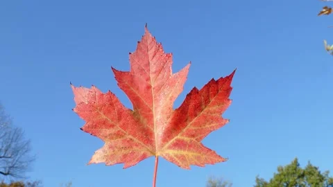 Red discolored maple leaf, blue sky, Germany Stock Footage 166994301
