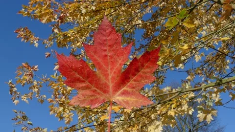 Red discolored maple leaf, blue sky, Germany Stock Footage 166994304