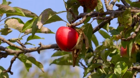 Red Discovery Apple On Branch 库存影片 79674877