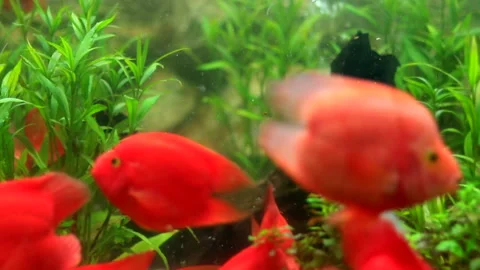 Red discus fish Stock Footage 198883131