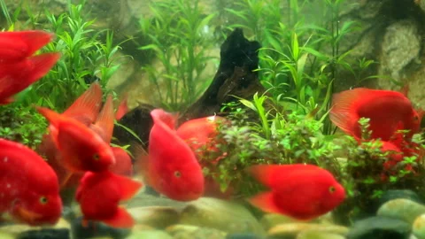 Red discus fish Stock Footage 198883388